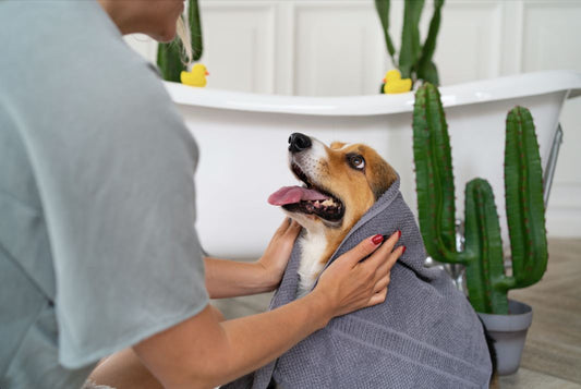 Preparing Your Dog for the Groomer: Tips and Tricks