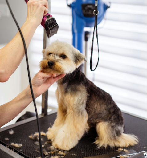 Why Dog Breeds Matter in Grooming: A Guide to Tailored Care