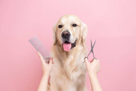 How Grooming Boosts Your Dog’s Health and Happiness