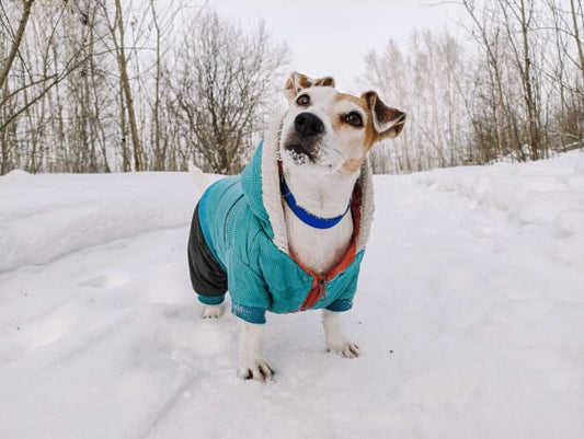 Maintaining Your Dog’s Coat in the Winter Months