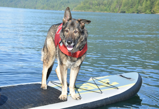Fun Outdoor Summer Activities to Do with Your Dog